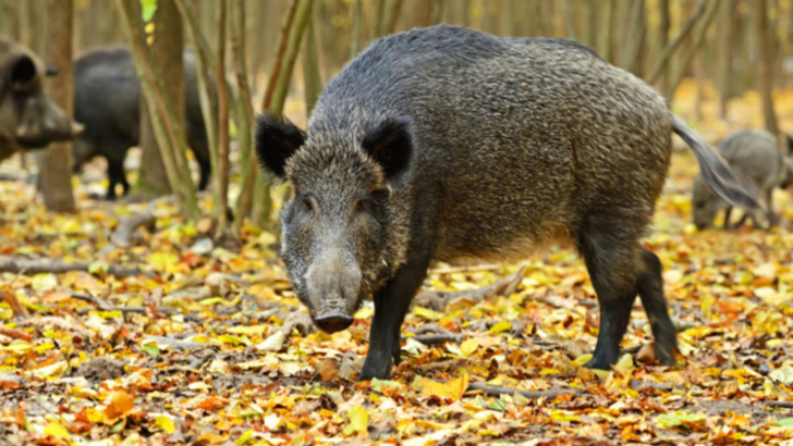 Focar de pestă porcină pe un fond de vânătoare din Hunedoara